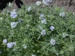 Image result for Commelina capitata