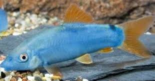 Ikan hias air tawar terindah. 10 Ikan Hias Air Tawar Aquarium Terindah Dan Penuh Warna Jejaksemut