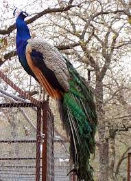 Lephalale, bela bela and bushveld. Bow S Peafowl Farm Peafowl Birds For Sale Beautiful Birds