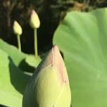 The Art of Zen - Plum Village UK weekend course