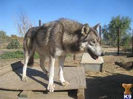 26 Ideeen Over Blue Bay Shepherd Honden Duitse Herders Herder