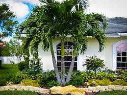 Palm tree seedlings (liners) for sale (price list) this lists plants that are available in smaller sizes. Christmas Palm Trees For Sale Online The Tree Center