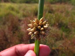 Image result for Schoenoplectiella senegalensis