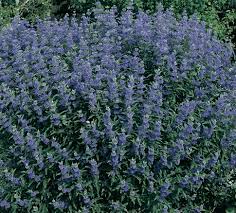 There are plenty of options when it comes to surrounding your home with plants that bloom in the centennial state. Statement Shrubs For Your Colorado Landscape Lifescape Colorado
