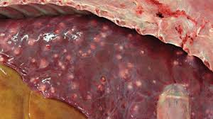 Image result for Rhodococcus equi