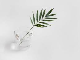 Luz "Lucy" Neida DeJesus's Memorial Website