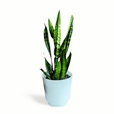 Image result for Sansevieria trifasciata