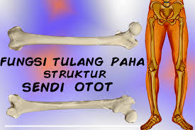 Dan jari kaki ini juga sobat akan terus menyesuaikan dirinya dan berubah supaya tubuh tetap seimbang dan tidak terjatuh. 14 Fungsi Tulang Paha Femur Struktur Otot Dan Sendi