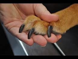 Doberman Tirnagi Nasil Kesilir Youtube