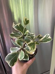 Image result for Ficus triangularis