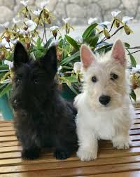 Look How Cute These Twin Scottie Dogs Are Scottie Puppies Scottish Terrier Puppy Scottie Dog Puppy
