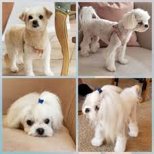 Mobile grooming for cats & dogs. Aussie Pet Grooming Reviews