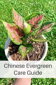 Aglaonema Chinese Evergreen Plant Care Plants Chinese Evergreen Plant Plant Care