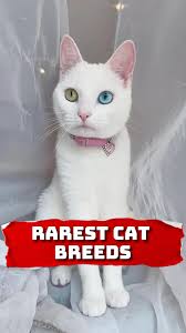 Here are three of the rarest cat breeds:, 1. **Savannah Cat**: A hybrid  between a domestic cat and a serval, a wild African cat. Savannahs are  known for their exotic appearance, large size, and ...