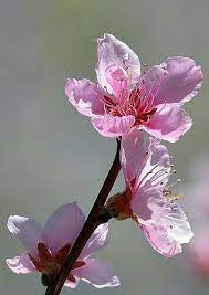Pin By Licia Juvenis On Io Amo Questi Fiori Good Morning Flowers Cherry Blossom Art Beautiful Flowers