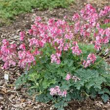 Silver leaf plants with pink flowers. Photo Essay Extremely Attractive Foliage Perennial Resource