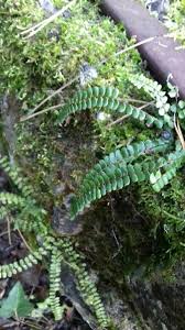 Image result for Asplenium mannii