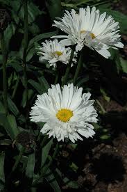 Leucanthemum × superbum 'bridal bouquet'. Get Crazy Daisy Shasta Daisy In Mi At English Gardens Nurseries Serving Clinton Township Dearborn Heights Eastpointe Royal Oak West Bloomfield And The Plymouth Ann Arbor Michigan Areas