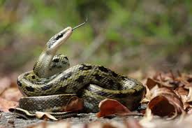 錦蛇 【にしきへび】 python, rock snake. Silence Whisper é ˜è§'é´žèˆ‡é»'çœ‰éŒ¦è›‡