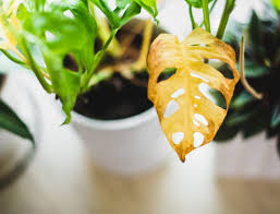 Image result for puklice na pokojových rostlinách obrázek