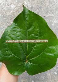 Misalnya, untuk sakit perut, doa dibaca kepada arik (sirih) bertemu urat dan wai. Www Ajianpemikatsukma Blogspot Com Daun Sirih Temu Rose