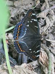 Image result for Limenitis populi
