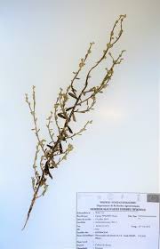 Image result for Neojeffreya