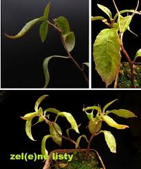 Image result for Dorstenia cuspidata