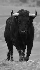 Pin De Bobby Cole En Toros En 2020 Toros De Lidia Toros Bravos Toros Y Toreros