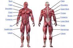 Almost every muscle constitutes one part of a pair of identical bilateral. 15 Muscular System Ideas Muscular System Anatomy Human Muscular System