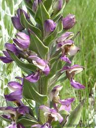 Image result for Brachycorythis ovata