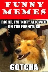 Funny cat and dog memes clean. Memes Ultimate Xxl Memes Collection 3000 Memes By Dankest Memes