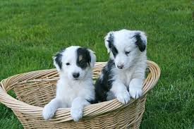 Puppies for sale from dog breeders near portland, oregon. Mcgregor Goldens Coltrievers Or Golden Border Collie Puppies In Lacey Washington