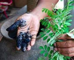 Thursday November 20 Off White Cotton Ties Are Stitched At The Side Seams Of The Interior Of The Garment At The Waist Indigo Plant Plant Dyes Natural Dyes