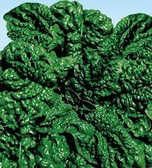 Spinach America Riccio Seeds