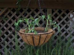 Learn how to plant and grow tomato plants in containers and hanging baskets. How To Grow Tomatoes In A Hanging Basket How Tos Diy