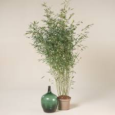 Image result for Pilea bambuseti