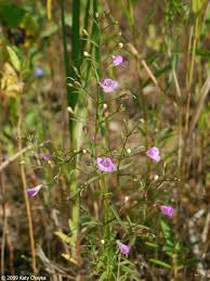 Image result for Geigeria filifolia