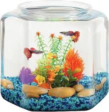 Most fish need lots more space than the betta fish, otherwise known as the when picking out substrate for a betta fish in glass bowl like this, it's important to keep in mind that this is a small space and if food can easily fall. Glass Flask Aquatic Plants Bettas Ideal For Goldfish Unique Fish Bowl Kit Charming Archaic Lantern Style Aquarium Kit High Clarity Pet Carriers Houses Pet Supplies Vadel Com