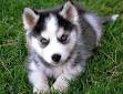 Puppies for Sale - Visit My Next Puppy in Chantilly ...