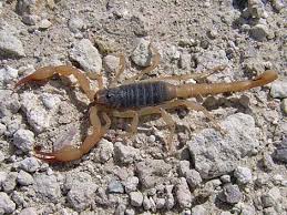 I use a 6x8x8 glass enclosure for. Wildlife Around Las Vegas Northern Desert Black Hairy Scorpion Hadrurus Spadix