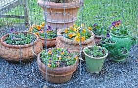 Potted flowers deer won't eat. Container Garden Tricks And Trickster Skunks Plus Other Recycling In The Spring Garden A Way To Garden