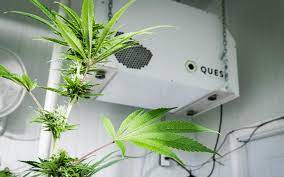 Where to place thermometer in grow room. Grow Room Humidity Control 5 Tips For Indoor Growers Leafly