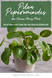 Secrets Of Pilea Peperomioides Or Chinese Money Plant Care Money Plant Care Chinese Money Plant Care Chinese Money Plant