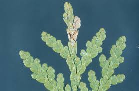 Image result for argyresthia thuiella thuja symptoms