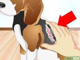 3 Ways To Determine If Your Dog Has Food Allergies Wikihow Pet