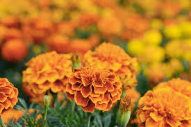 Bunga marigold berwarna cerah dan mencolok. 7 Tanaman Bunga Dengan Perawatan Minim Dan Tidak Mudah Mati Halaman All Kompas Com