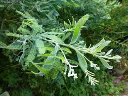 Jardin Du Sud Jardin Du Sud Jardins Et Acacia