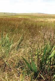 Image result for Schoenoplectus muriculatus