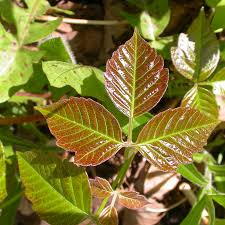Depending on the season, the leaves may also be yellow, red, or brown. Roy Lukes Poison Ivy Door County Pulse